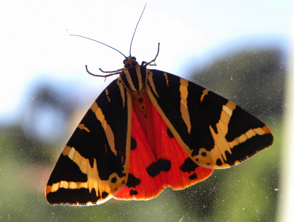 da determinare - Euplagia quadripunctaria, Erebidae Arctiinae